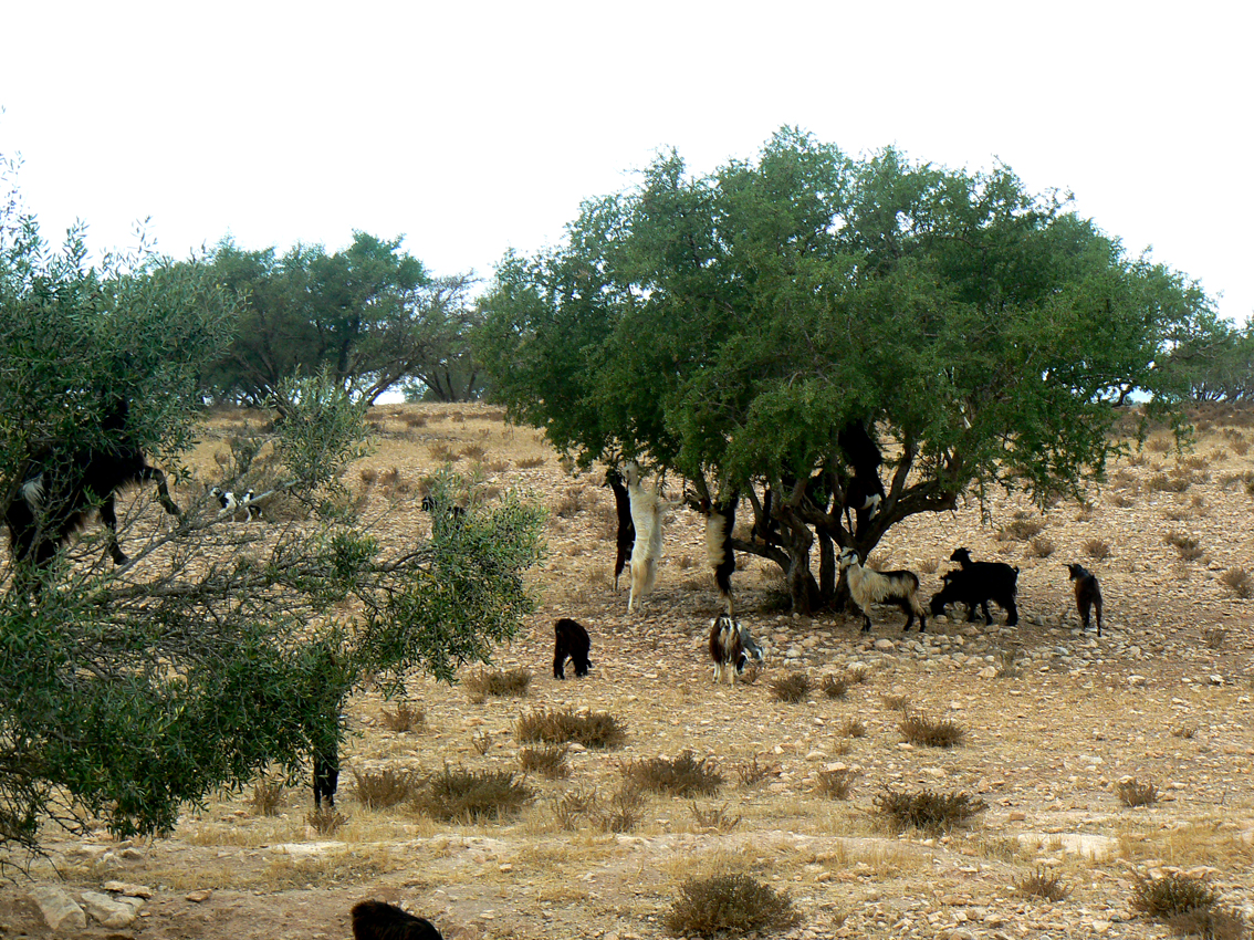 Kozy na drzewach arganowych