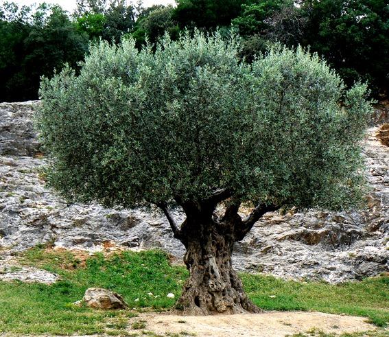 Drzewo oliwne w Pont-du-Gard