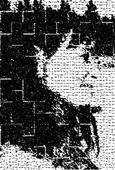 autor: Zofia Szwajnos